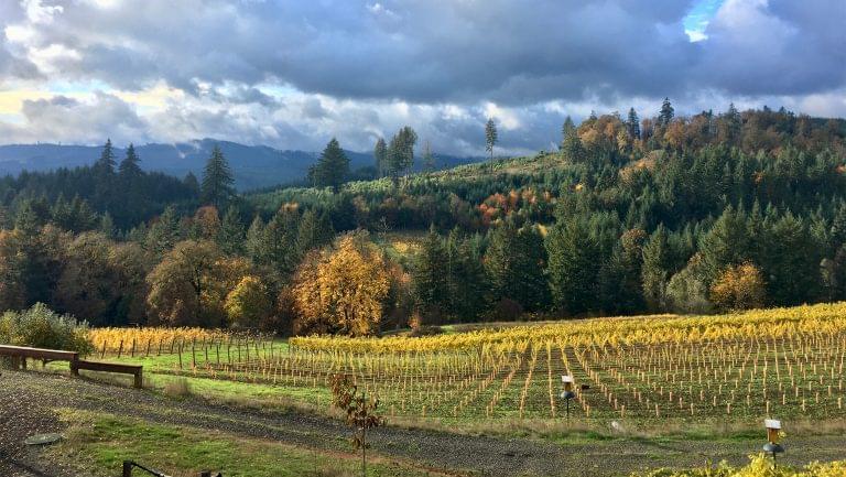 Brigadoon Wine Company's organically farmed vineyard in the Lowe Long Tom AVA. Photo credit: Sheree Shown.