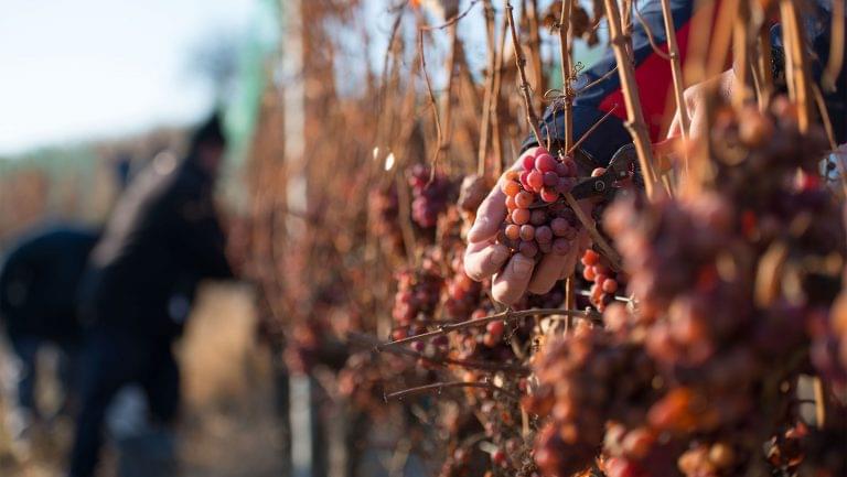 Grape harvest at a vineyard owned by the Jidvei Group, the largest wine firm in Romania. Photo courtesy of Jidvei Winery.