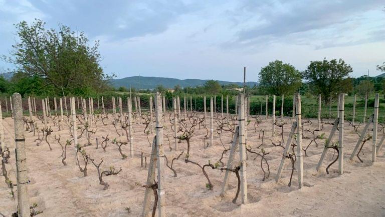 Red Misket vines at Georgiev/Milkov in the Thracian Valley. Photo courtesy of Nataliya Georgiva.