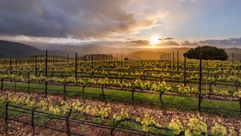 Wide landscape photograph of an Albatross Ridge Wines vineyard in Carmel Coast