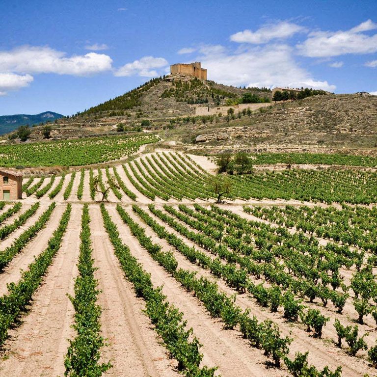 Landscape of Rueda vineyard in Spain