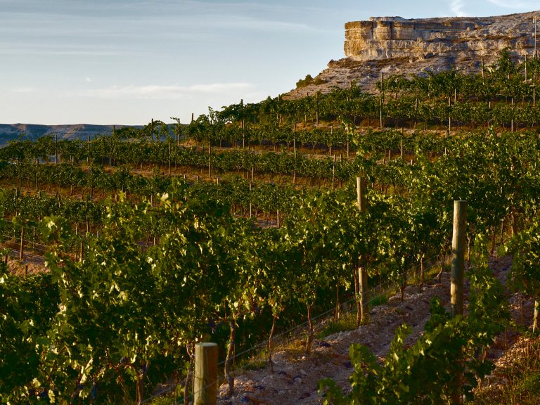 Landscape of Rueda vineyards in Spain