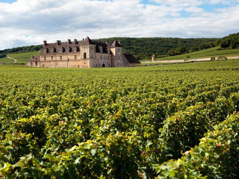 Landscape of a vineyard in Burgundy France