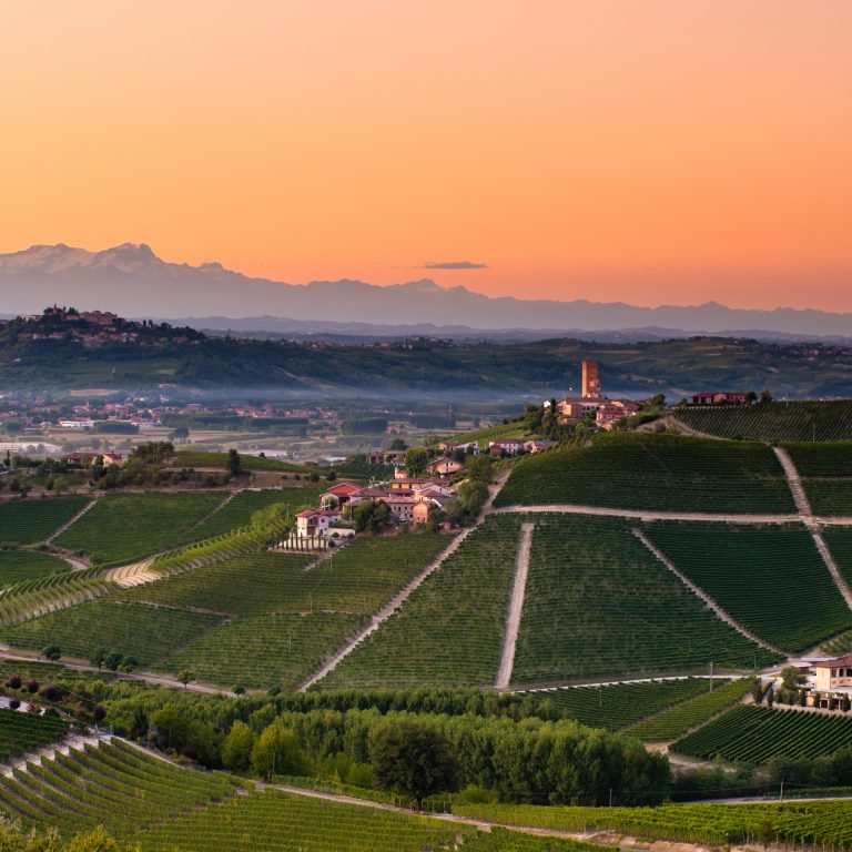 Landscape of a vineyard in Piedmont Italy