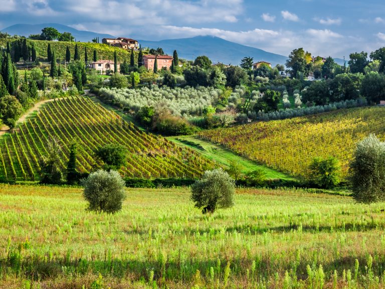 Landscape of a vineyard in Tuscany Italy