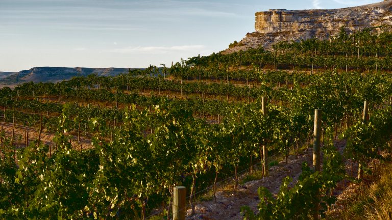 Vineyards in the region of Rueda