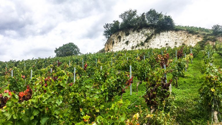 vines in Champagne France