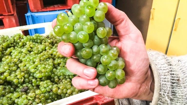 grapes