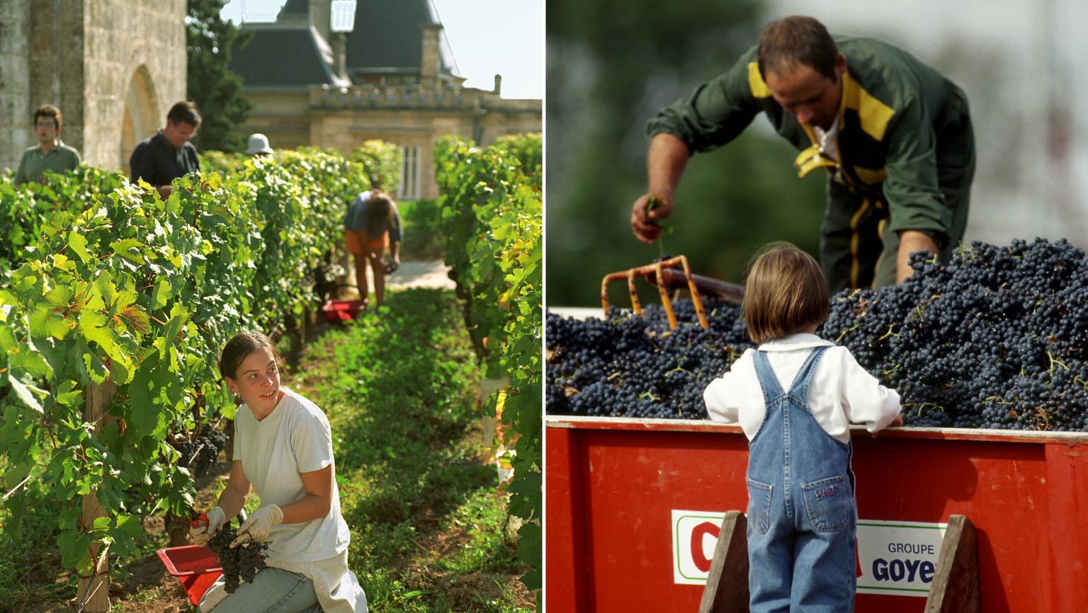 vineyards in Bordeaux