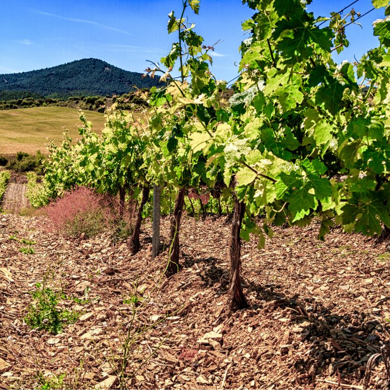 vineyard in Cariñena