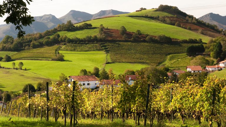 Southwest France vineyards