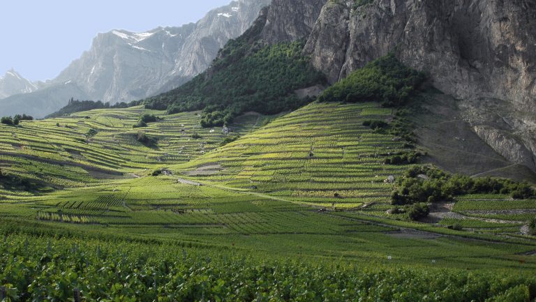 vineyards in Switzerland