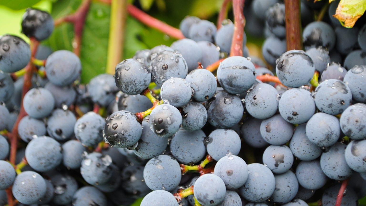 Hybrid Grapes That Can Survive an Arctic Minnesota Winter SevenFifty