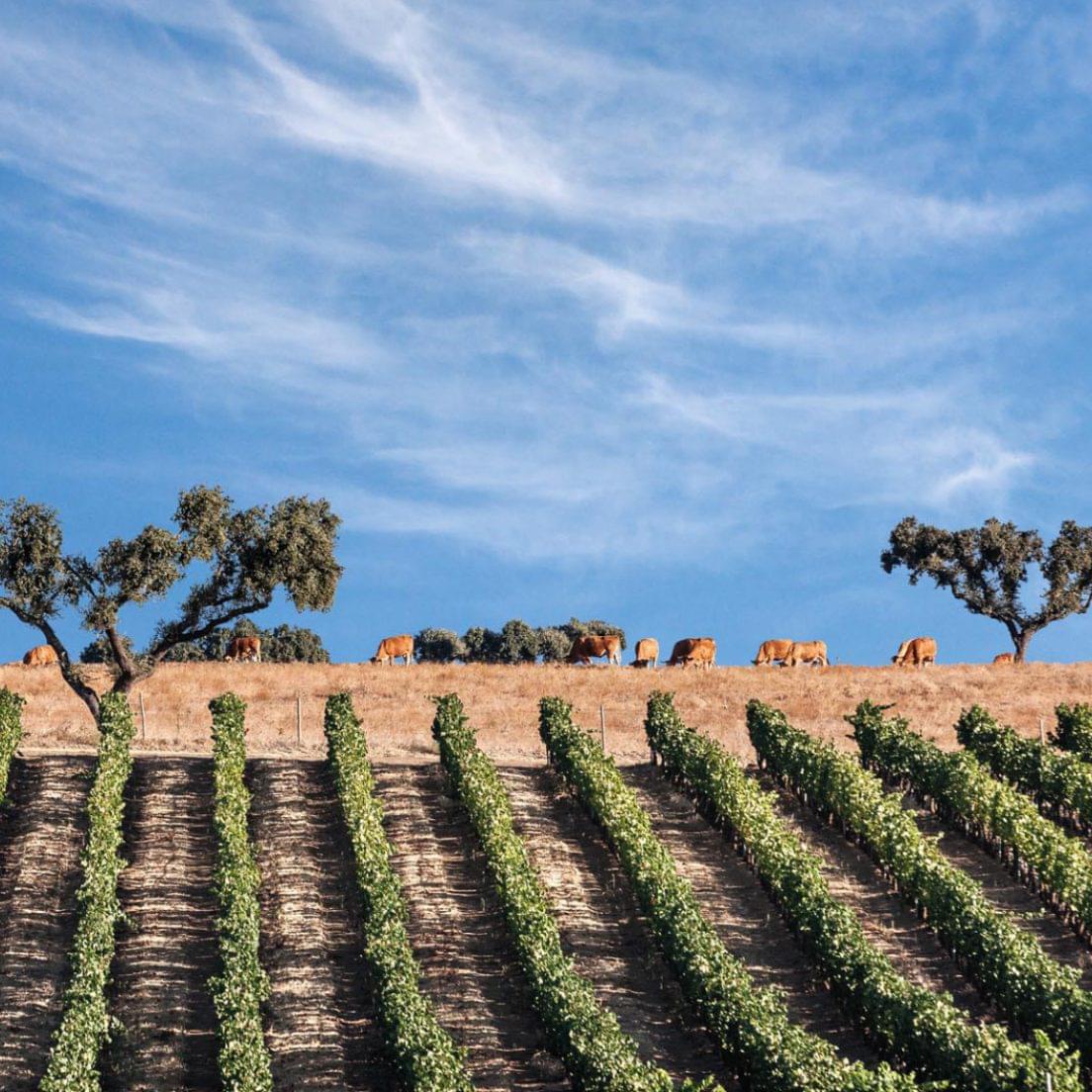 Alentejo SevenFifty Daily alentejo-sevenfifty-daily