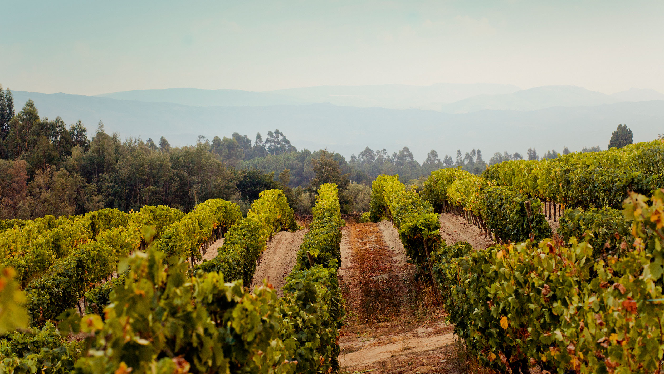 What's Next for Portuguese Wine? | SevenFifty Daily