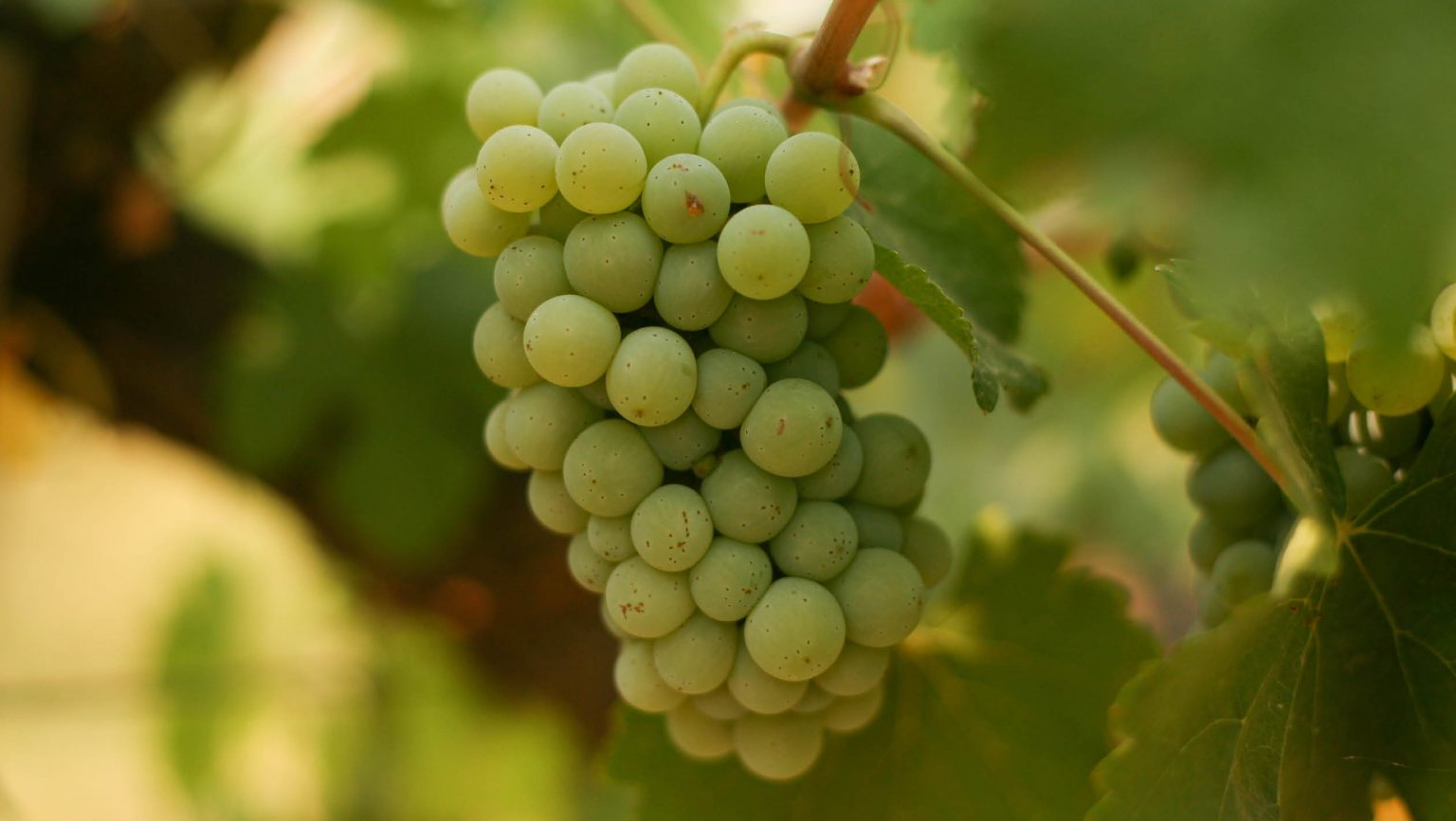 Why The Chenin Blanc Grape Is Making A Comeback In