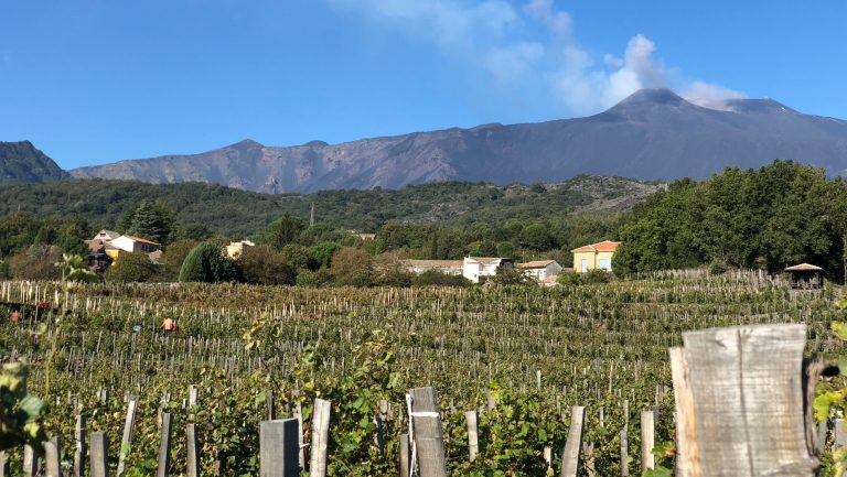 Etna vineyards