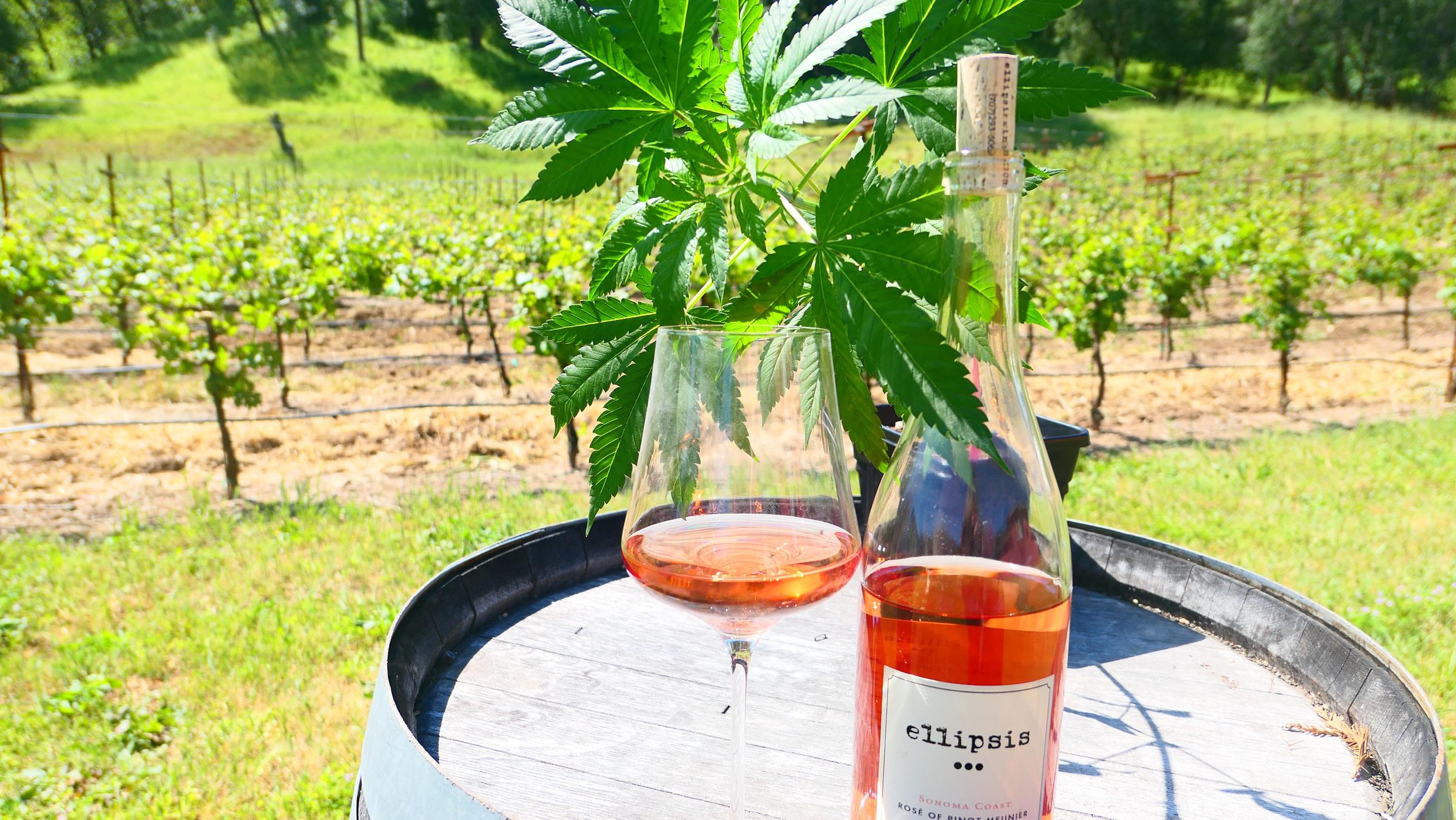 Image result for california winery cannabis tour