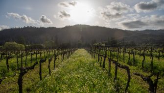 Tracing the Origin Story of Biodynamic Wine | SevenFifty Daily