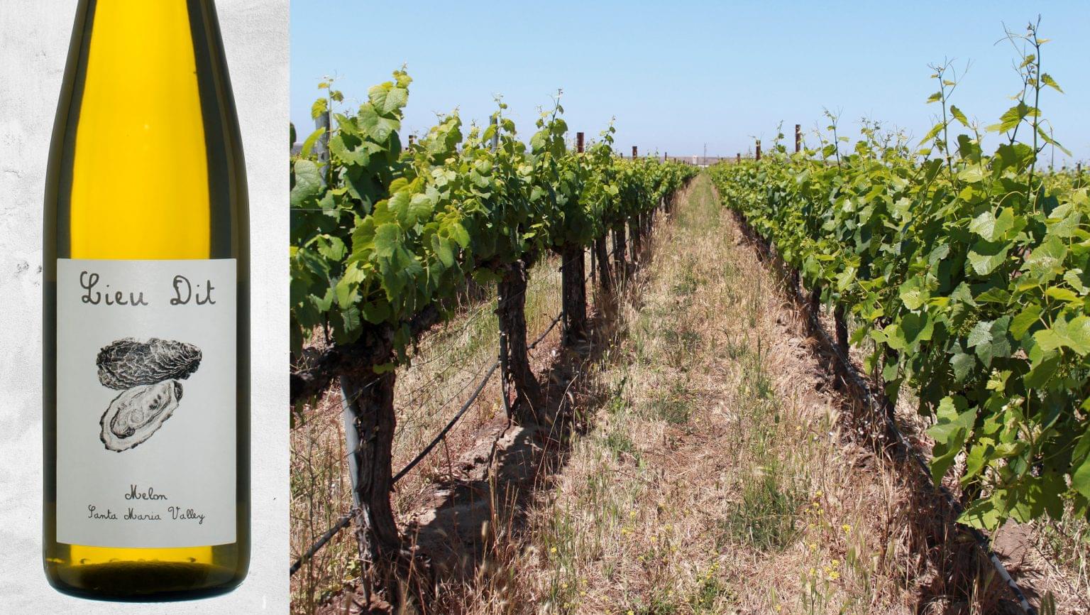 Why American Winemakers Are Embracing Melon de Bourgogne SevenFifty Daily