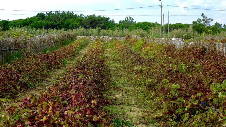 Ramisco vines.