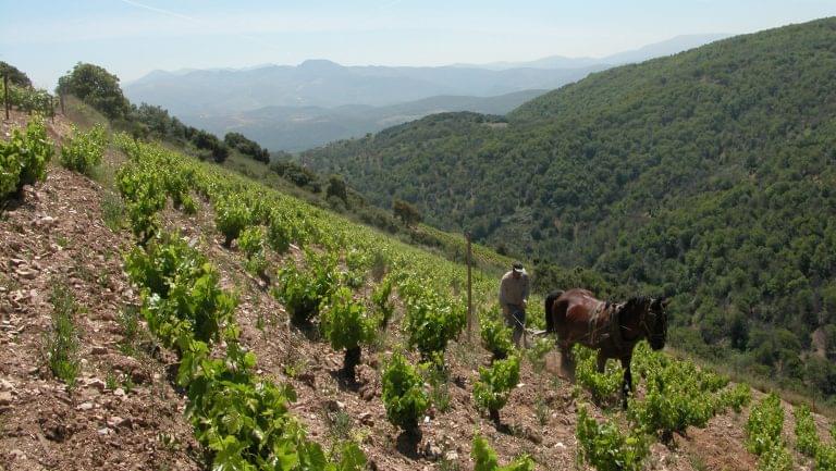 Bierzo vineyard