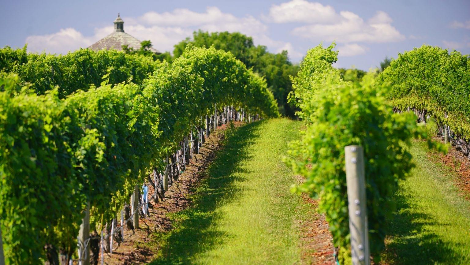 What’s Next for Long Island Wine? SevenFifty Daily