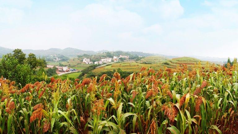 Sorghum field