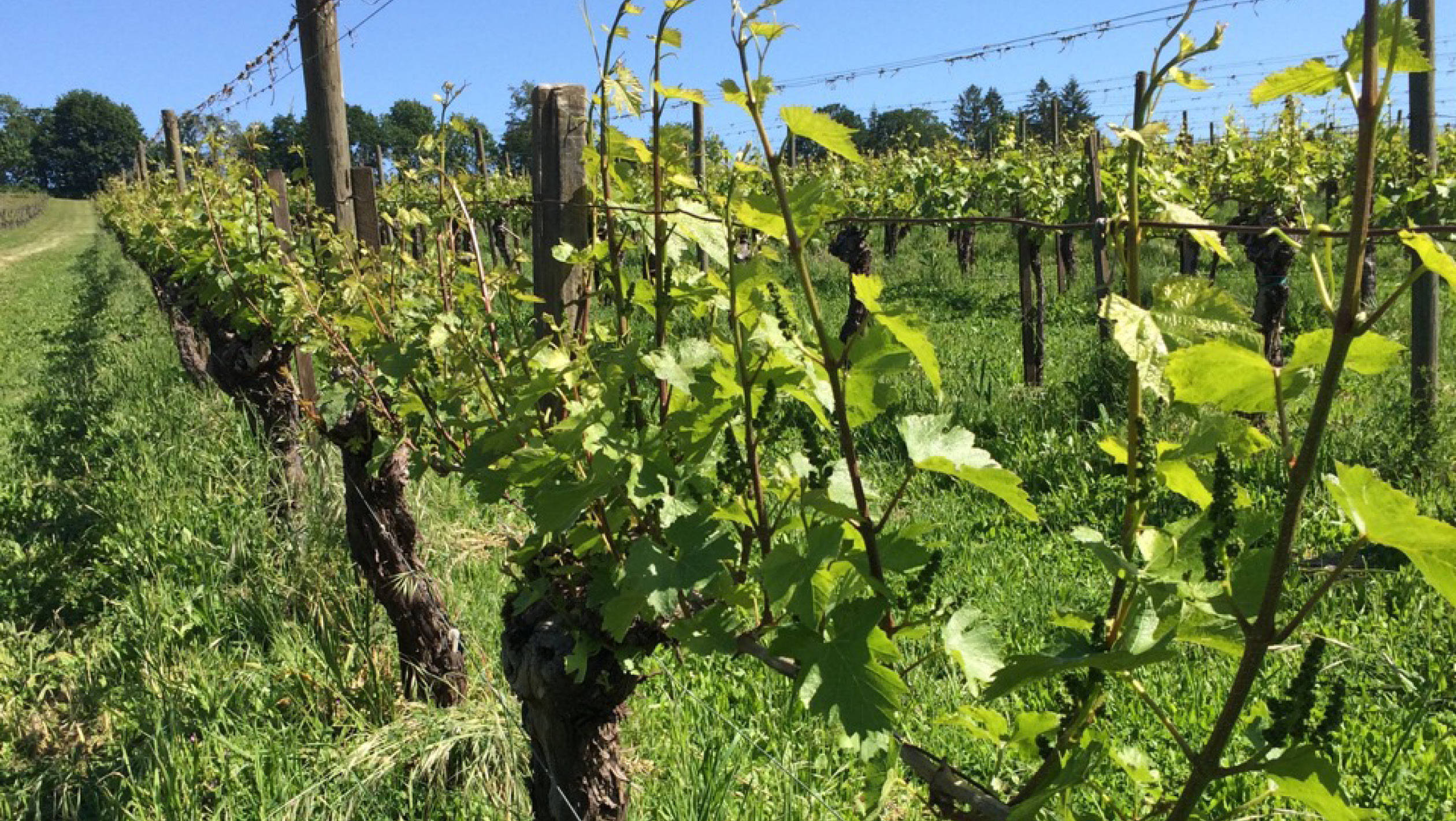 Examining The Effects Of Vine Vigor On Grapes Sevenfifty Daily