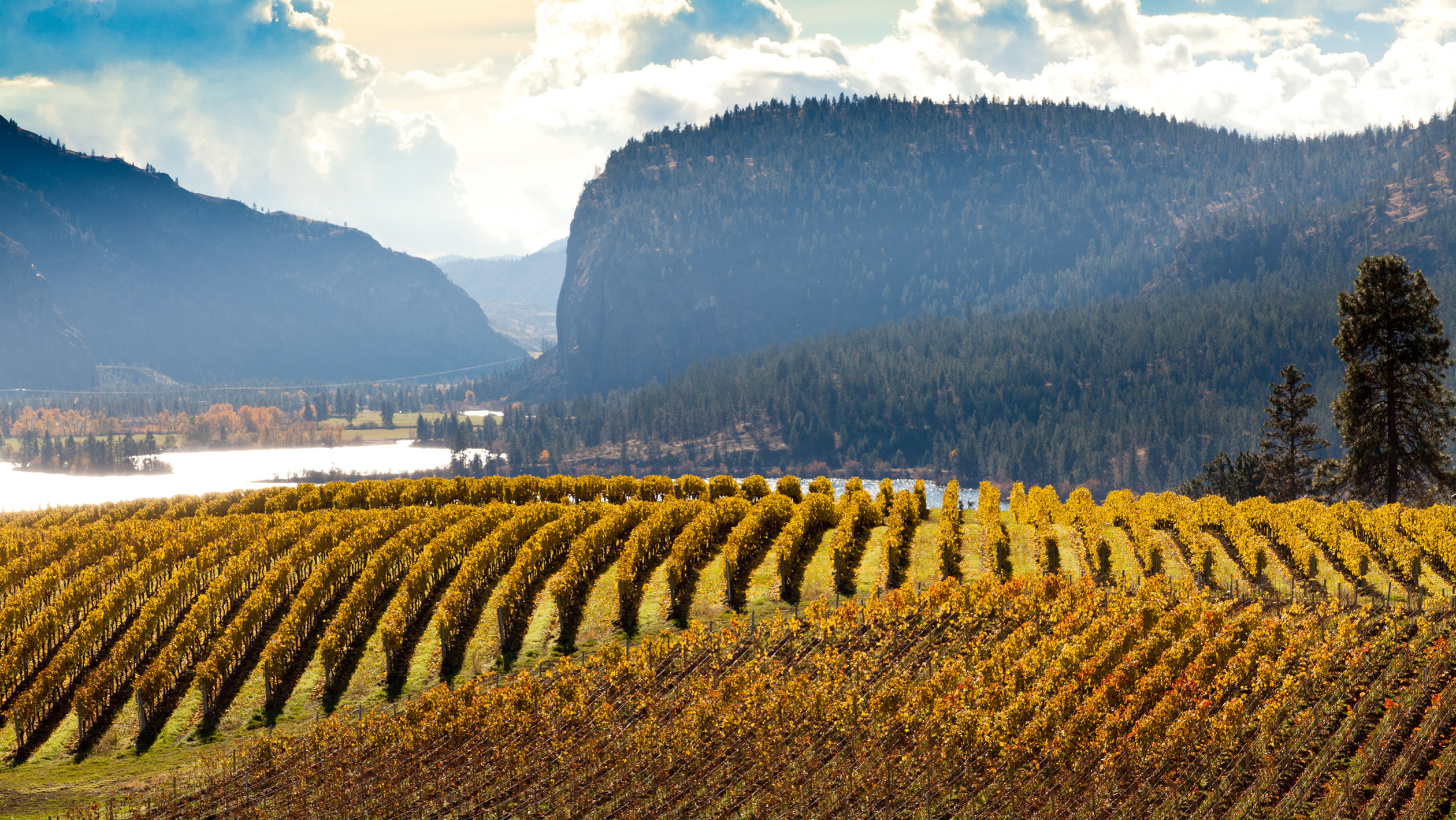 For wine, consider the Okanagan instead of Napa Valley - The Washington Post