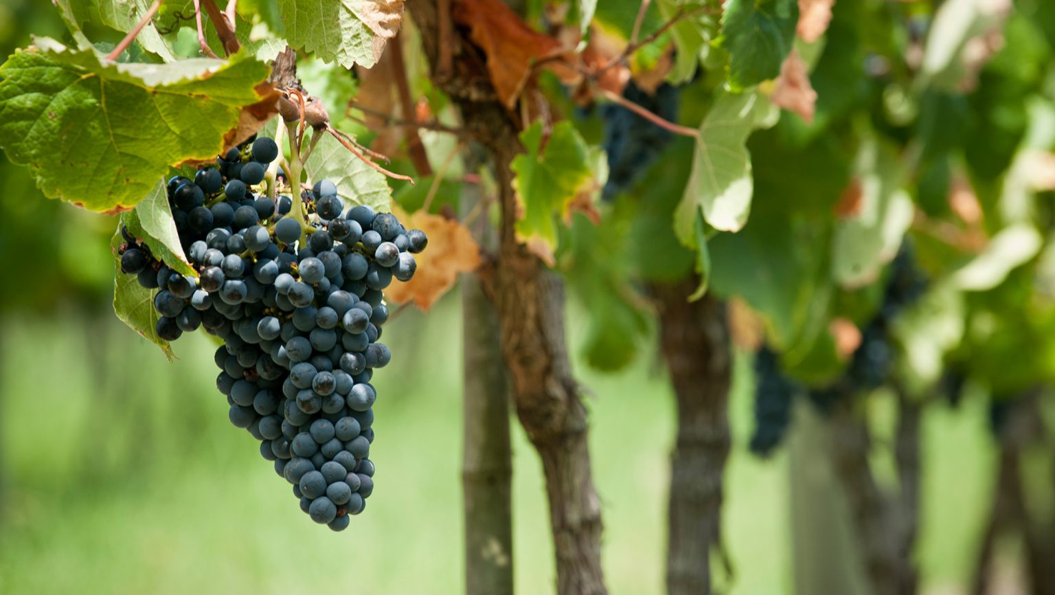 Exploring the Wines of Uruguay—from Tannat to Albariño | SevenFifty Daily