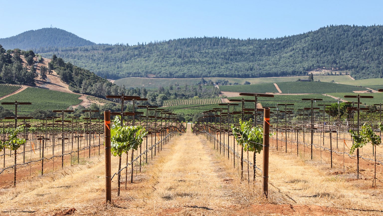Can Rootstock Trials Save Napa Valley Cabernet Sauvignon? - SevenFifty Daily
