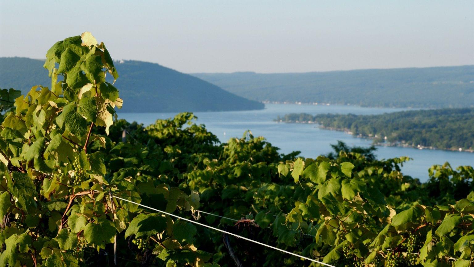 Why New York State is the Next Great American Wine Region SevenFifty