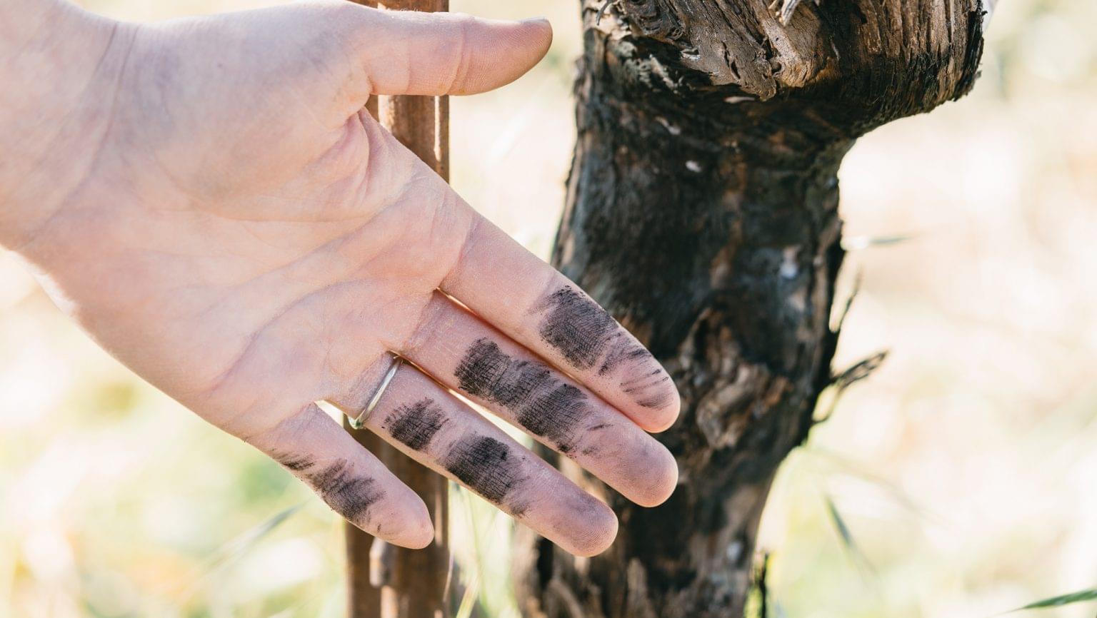The Complex Science of Assessing California's Fire-Damaged Vines - Vimarsana News