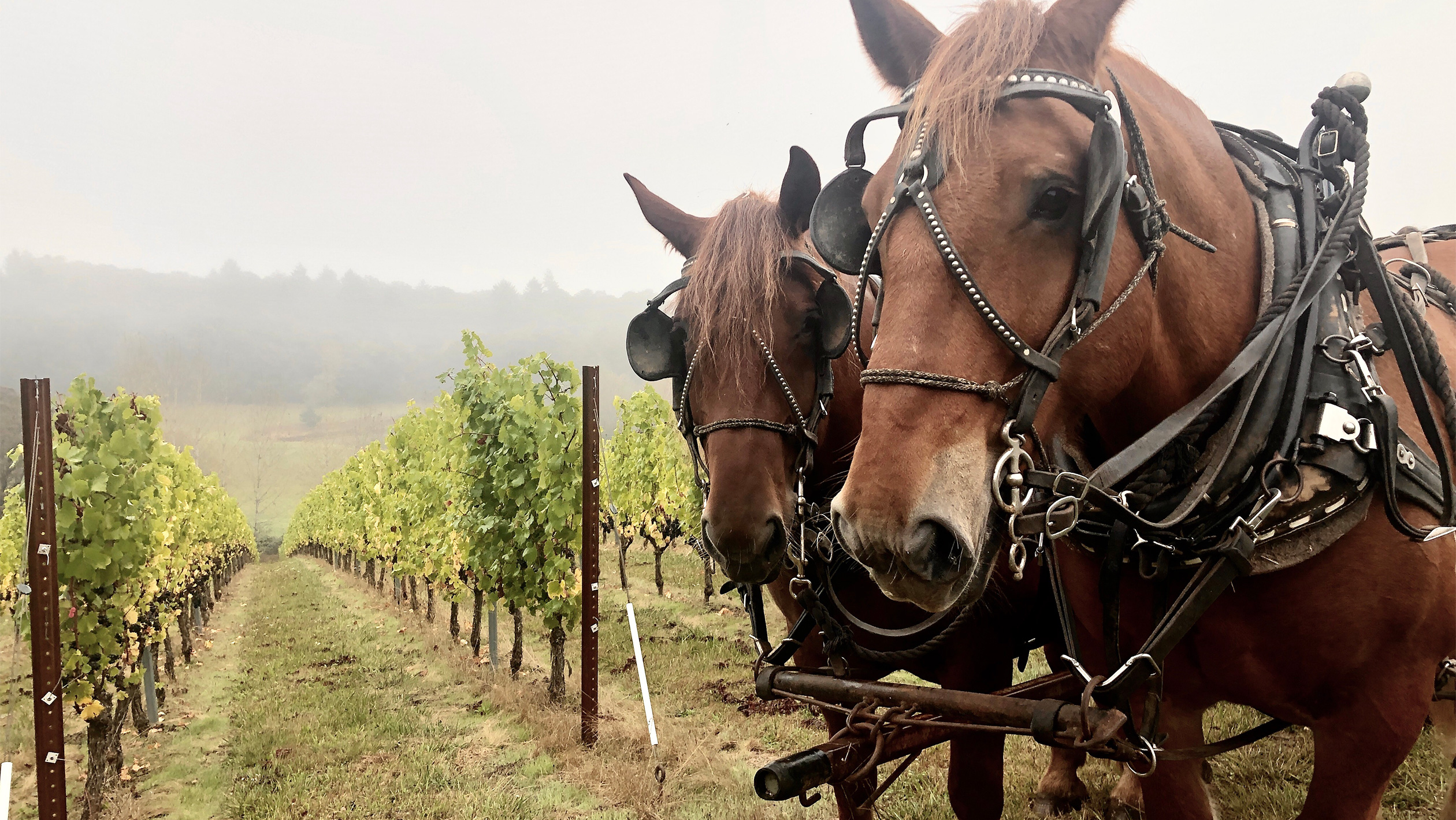 How to Prune Grapevines: Vineyard Farming for Wines - Jordan Winery