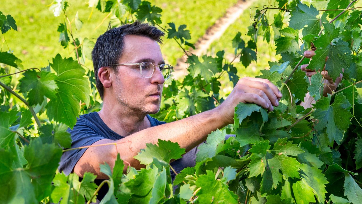 What New Research About Wine Headaches Means for Natural Wine