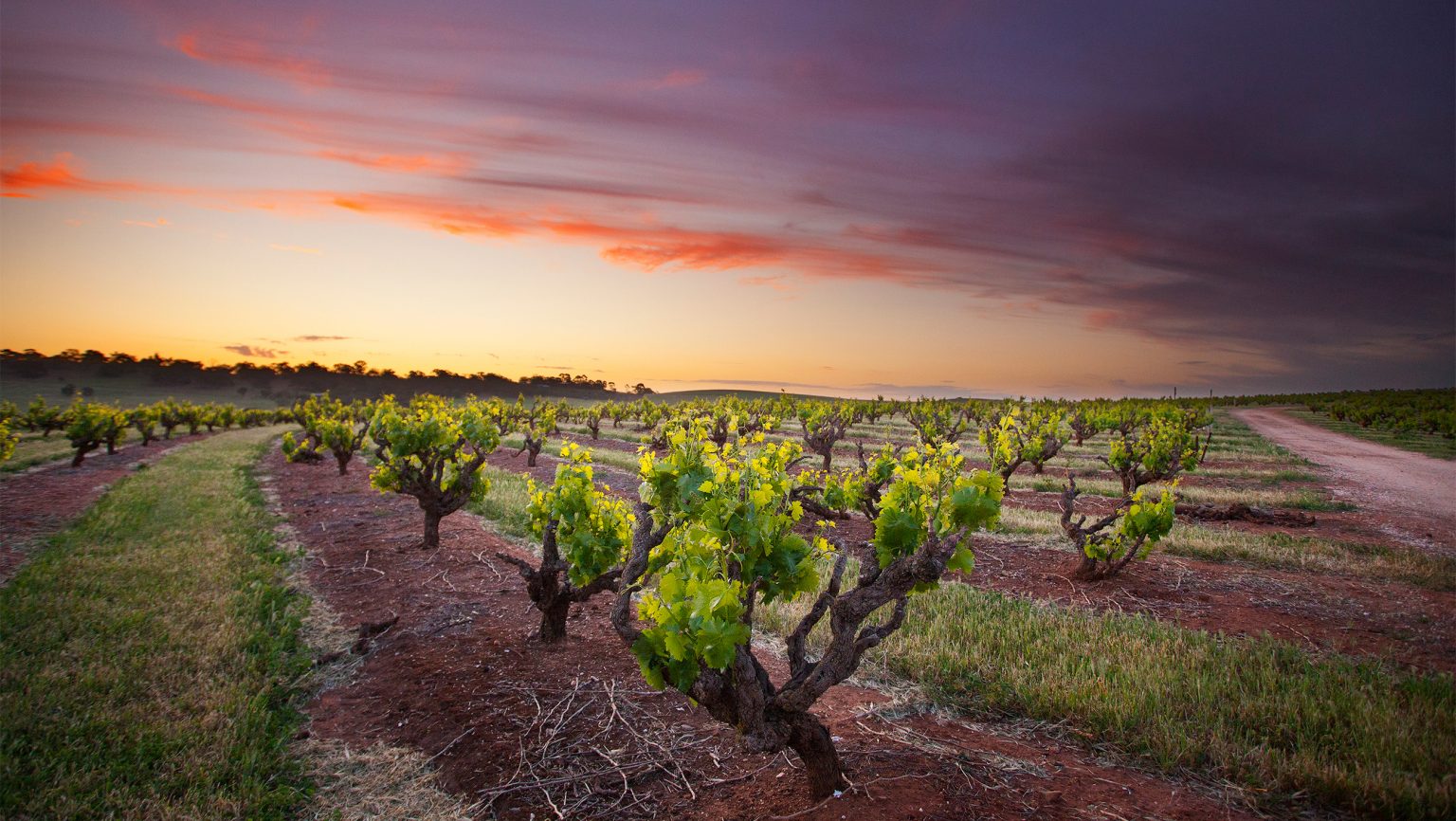 6 Australian Wine Styles That Are Driving Sales | SevenFifty Daily