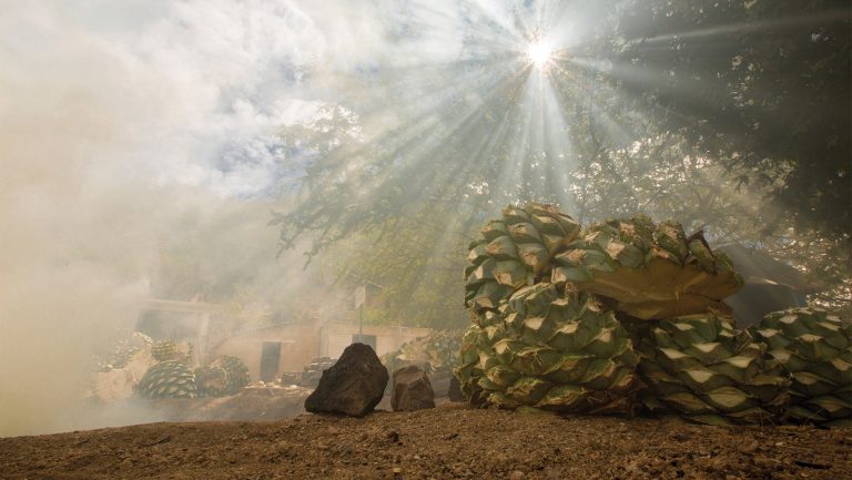 Del Maguey agave piñas
