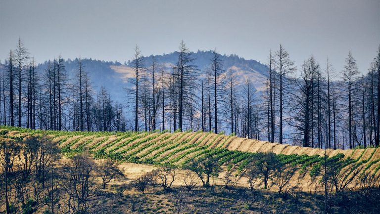 Initially it looked like Cain Vineyard was spared, but many vines died.