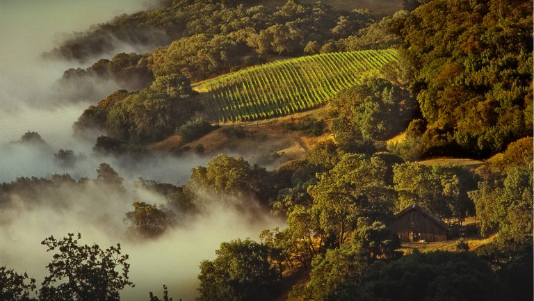 Cain Vineyard is known for its bowl shape overlooking Napa Valley.