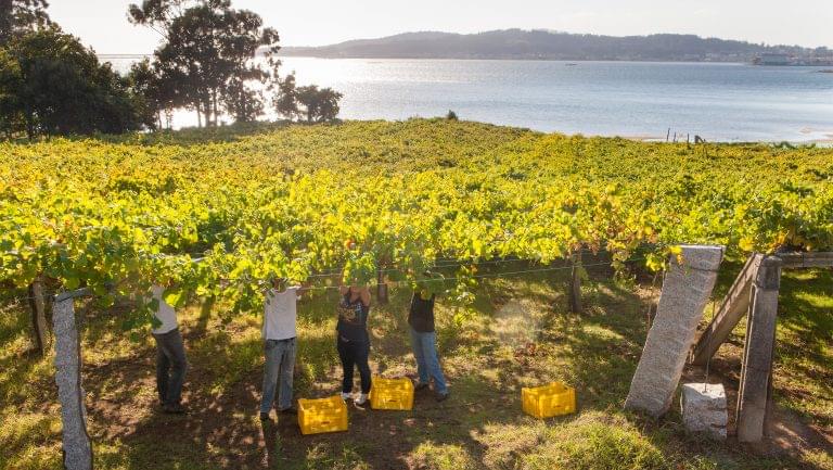 Val do Salnés, Rias Baixas. Photo courtesy of Rias Baixas DO.