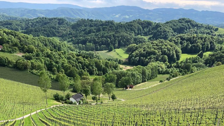 Zieregg vineyard in Styria