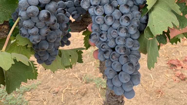 Ciliegiolo grapes planted at Cougar Vineyard Winery. Photo courtesy of Cougar Vineyard Winery.