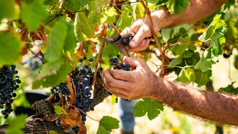 Grape harvest.