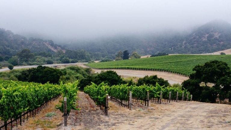 Oceano Wines vineyard in the SLO Coast AVA. Photo courtesy of Oceano Wines.