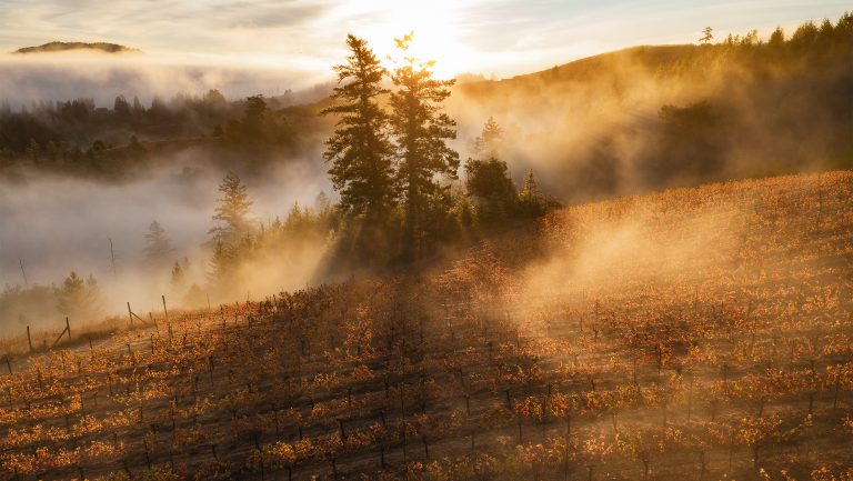 Hirsch Vineyards in the West Sonoma Coast AVA. Photo credit: Jak Wonderly, courtesy of West Sonoma Coast Vintners.