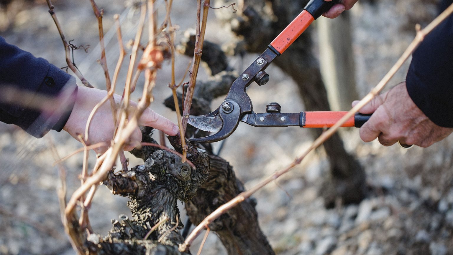 How Winter Pruning Can Make or Break a Harvest | SevenFifty Daily