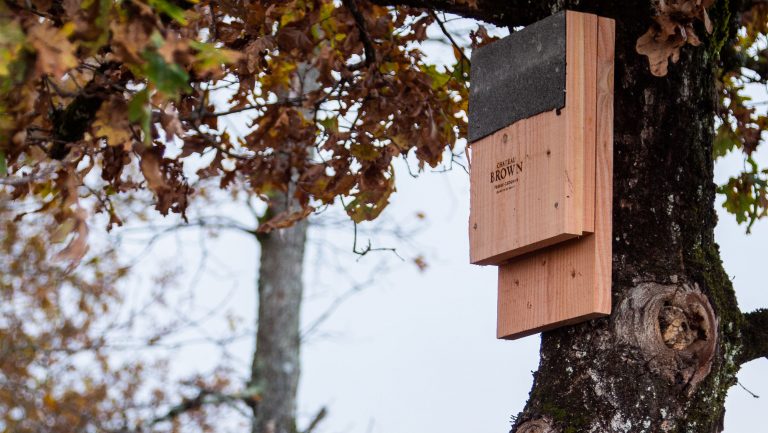 Bats nest boxes provide shelter and homes for bats that can eat thousands of insects daily. Photo courtesy of Luke Carver.
