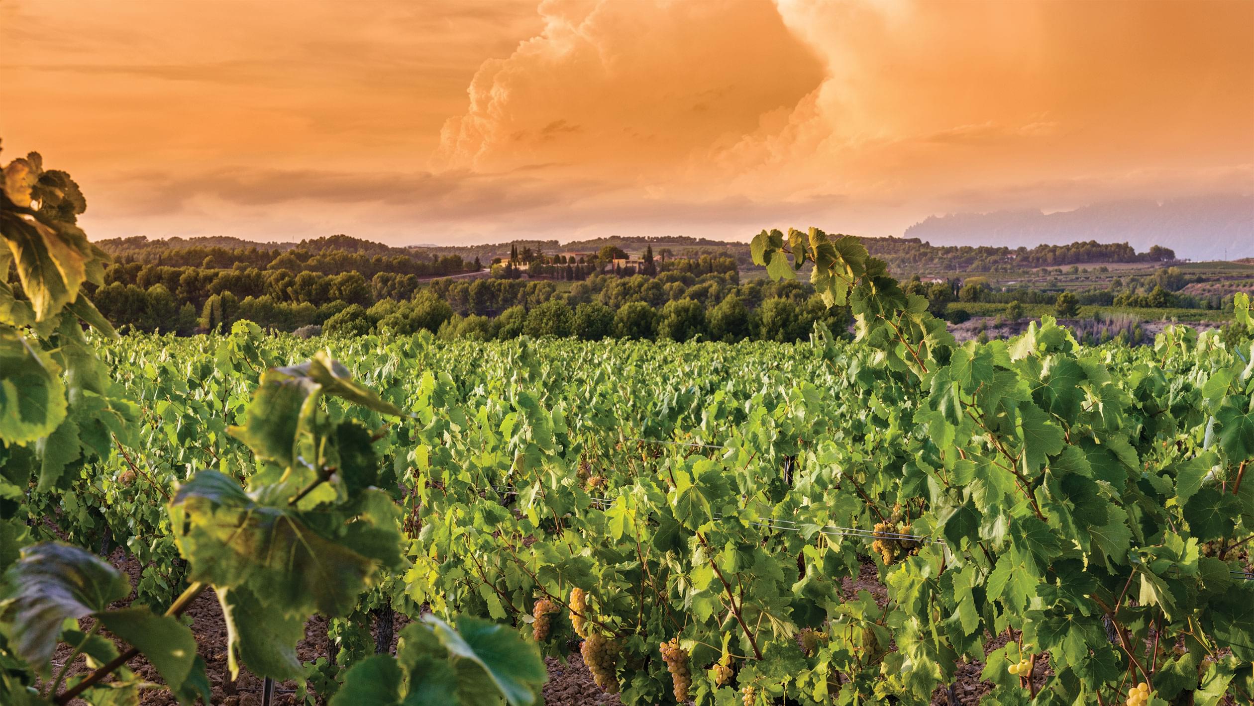The Growing Importance Of Vintage In Cava SevenFifty Daily