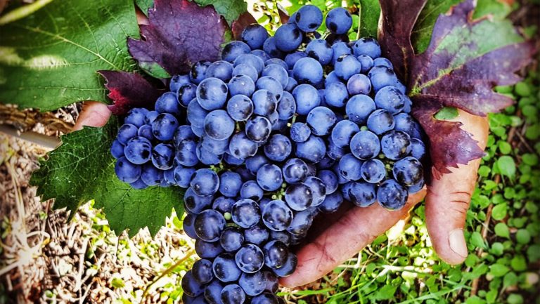 Ripe wine grapes ready for harvest. Photo courtesy of Domeniile Sahateni.